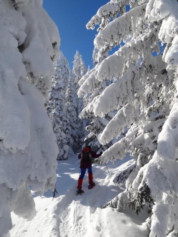 Gaestehaus Alpengruss ไมย์อาโฮเฟิน ภายนอก รูปภาพ